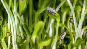 Leafy greens ranked - from mild mixers to micronutrient juggernauts