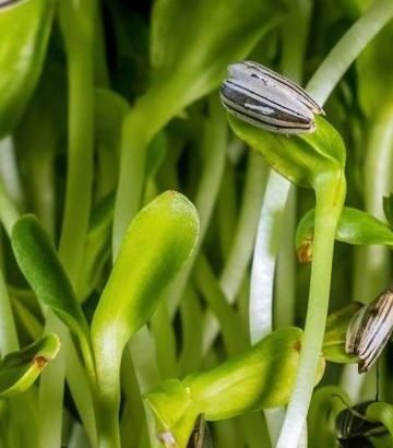 Leafy greens ranked - from mild mixers to micronutrient juggernauts