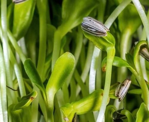 Leafy greens ranked - from mild mixers to micronutrient juggernauts