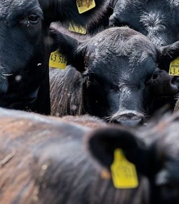 American Ranchers Struggle As Beef Prices Reach Record Highs, USA Today Reports