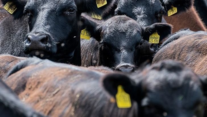 American Ranchers Struggle As Beef Prices Reach Record Highs, USA Today Reports