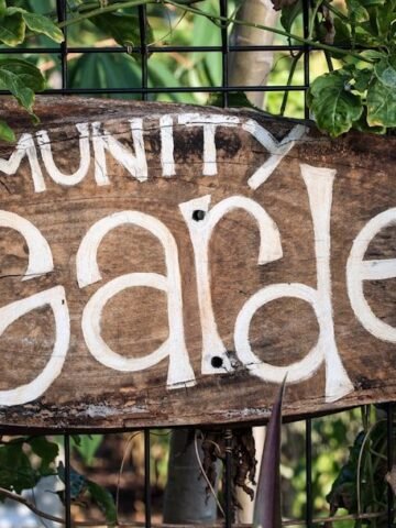 Who Really Owns the Herb Garden? 5 Community Plot Myths Explained