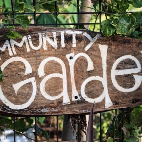 Who Really Owns the Herb Garden? 5 Community Plot Myths Explained