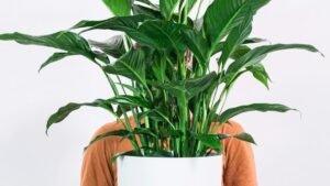 A Master Gardener Recommends: The 5 Best Kitchen Plants That Kill Cooking Odors