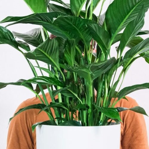 A Master Gardener Recommends: The 5 Best Kitchen Plants That Kill Cooking Odors