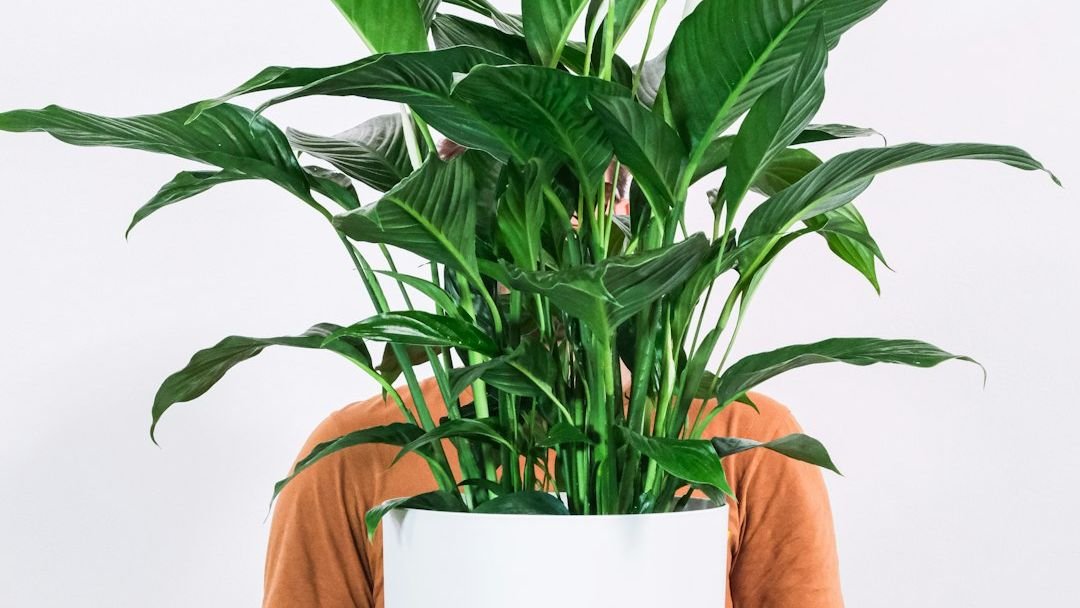 A Master Gardener Recommends: The 5 Best Kitchen Plants That Kill Cooking Odors