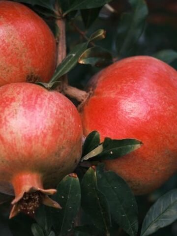 15 Fruits to Avoid When You're Cutting Down on Sugar