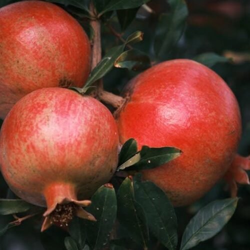 15 Fruits to Avoid When You're Cutting Down on Sugar