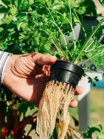 Food Fear: 11 Ingredients Many Americans Say They Now Avoid Eating