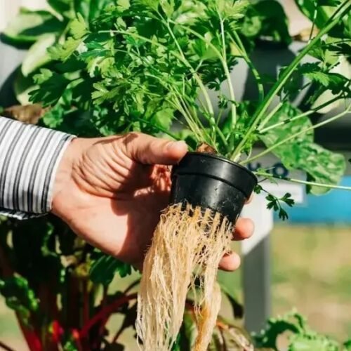 Food Fear: 11 Ingredients Many Americans Say They Now Avoid Eating