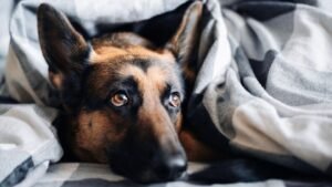 Is Sleeping With Your Dog Strengthening Your Bond or Ruining Your Health?