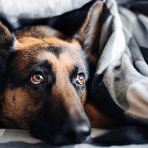 Is Sleeping With Your Dog Strengthening Your Bond or Ruining Your Health?