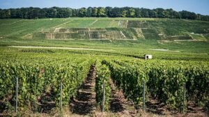 I Asked AI Which Popular Drinks Could Disappear by 2070 - The List Is Surprising