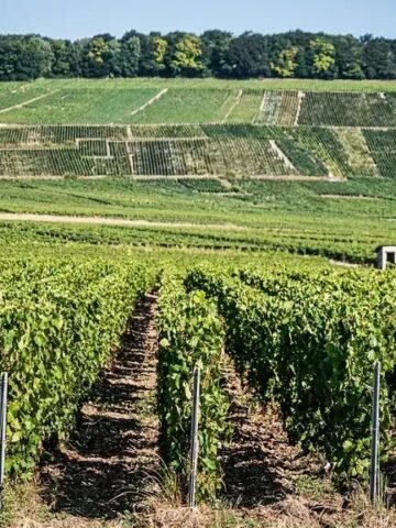 I Asked AI Which Popular Drinks Could Disappear by 2070 - The List Is Surprising