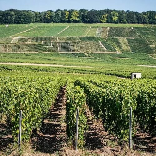 I Asked AI Which Popular Drinks Could Disappear by 2070 - The List Is Surprising