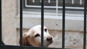The Silent Language of Rejection: Do Dogs Feel Unloved When We Set Boundaries?