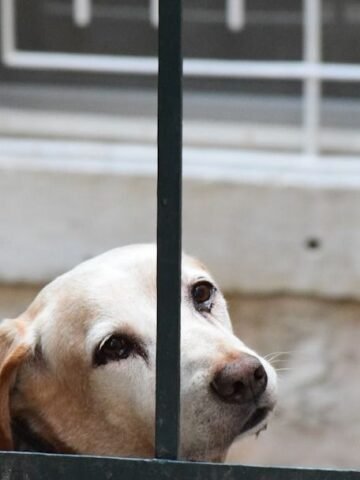 The Silent Language of Rejection: Do Dogs Feel Unloved When We Set Boundaries?