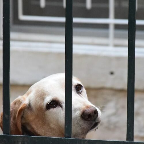 The Silent Language of Rejection: Do Dogs Feel Unloved When We Set Boundaries?