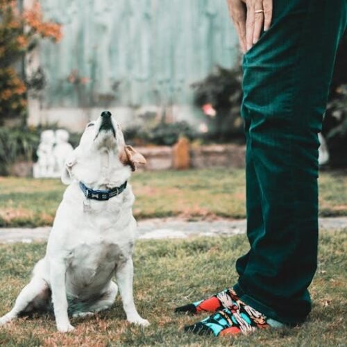 7 Pet Care Habits We Think Are "Kind" That Are Actually Stressing Our Dogs Out