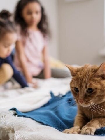 Bacterial Bedfellows: The Invisible "Gift" Your Pet Leaves on Your Sheets Every Night