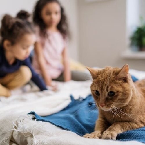 Bacterial Bedfellows: The Invisible "Gift" Your Pet Leaves on Your Sheets Every Night