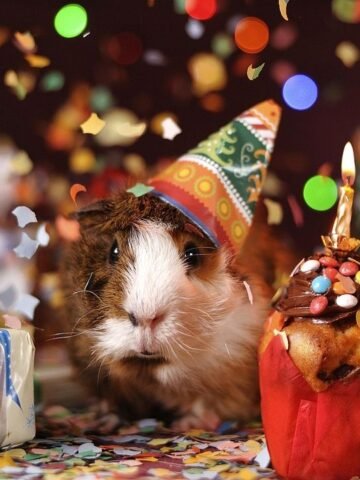 10 Signs Your Pet Has Successfully "Gaslit" You Into Being Their Servant