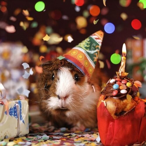 10 Signs Your Pet Has Successfully "Gaslit" You Into Being Their Servant