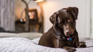 6 Reasons Your Dog Prefers the Hard Floor Over That $200 Bed You Bought