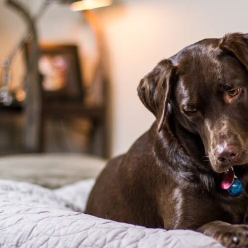 6 Reasons Your Dog Prefers the Hard Floor Over That $200 Bed You Bought