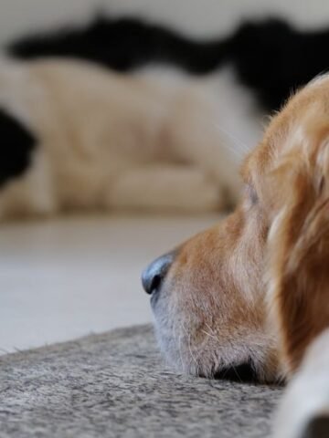 Tiny Things That Instantly Make Your Rescue Dog Feel Safe and Loved