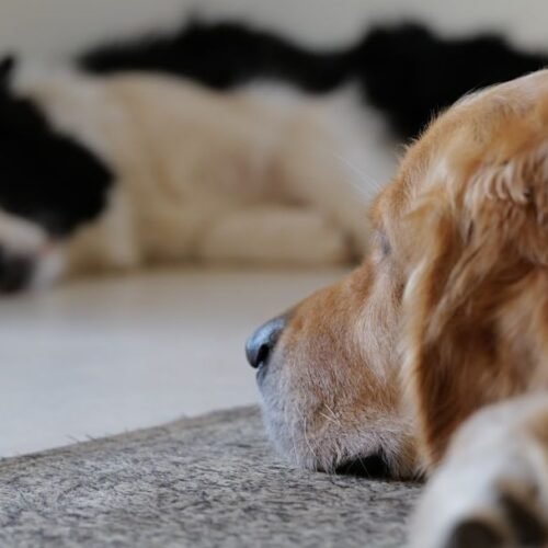 Tiny Things That Instantly Make Your Rescue Dog Feel Safe and Loved