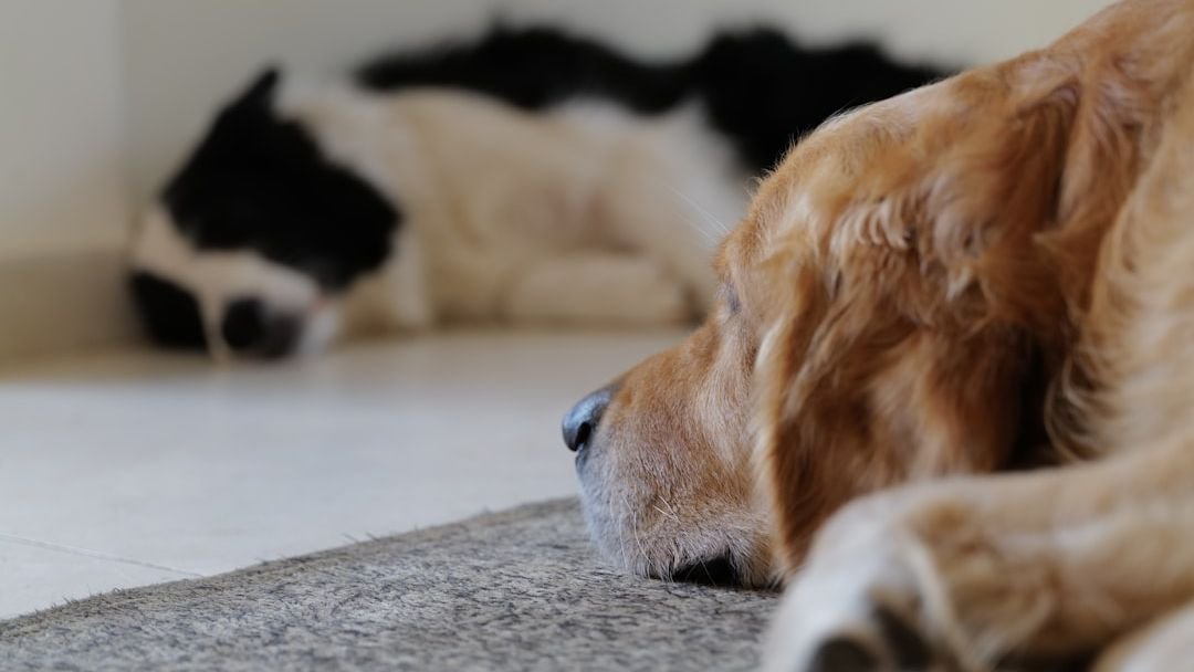 Tiny Things That Instantly Make Your Rescue Dog Feel Safe and Loved